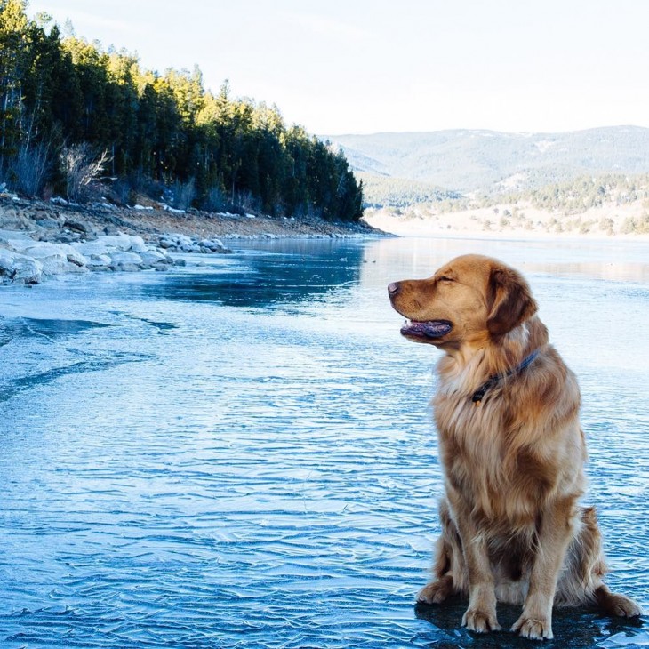 aspen sentado en el lago