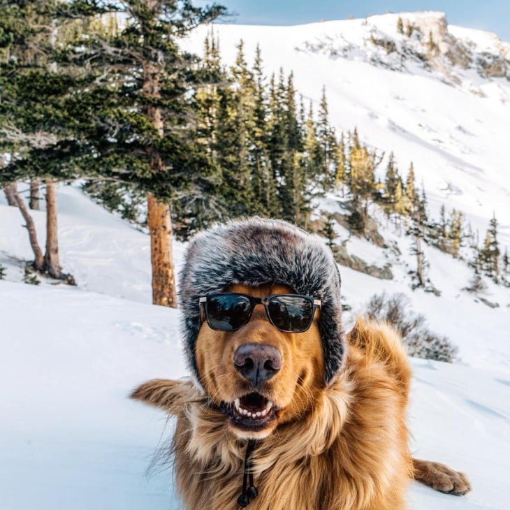 Aspen con gorrito de invierno