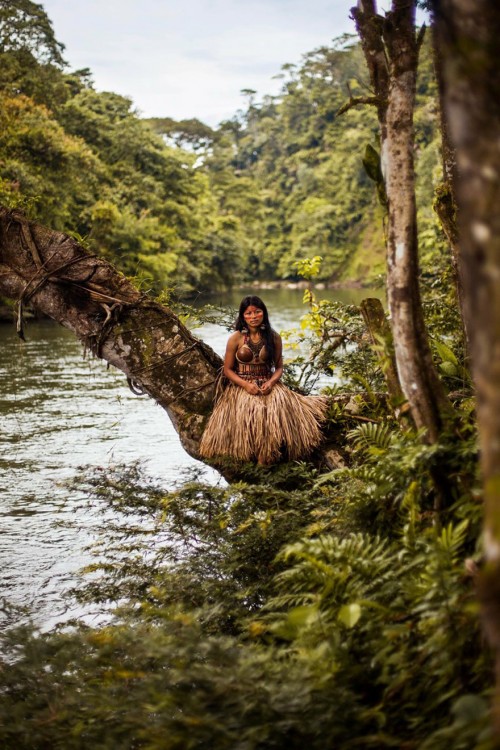 mujer del mazonas en una rama de un gran arbol