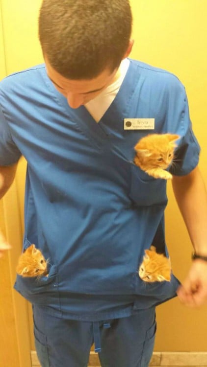 gatitos en las bolsas de su veterinario no se quieren separara de él