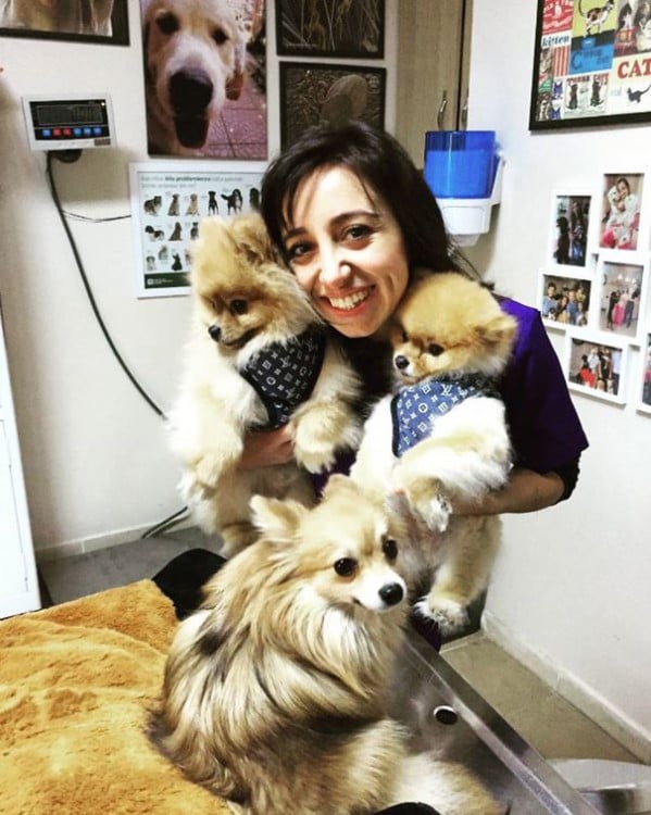 mujer con sus perritos pomerianos en la sala de espera del hospital veterinario