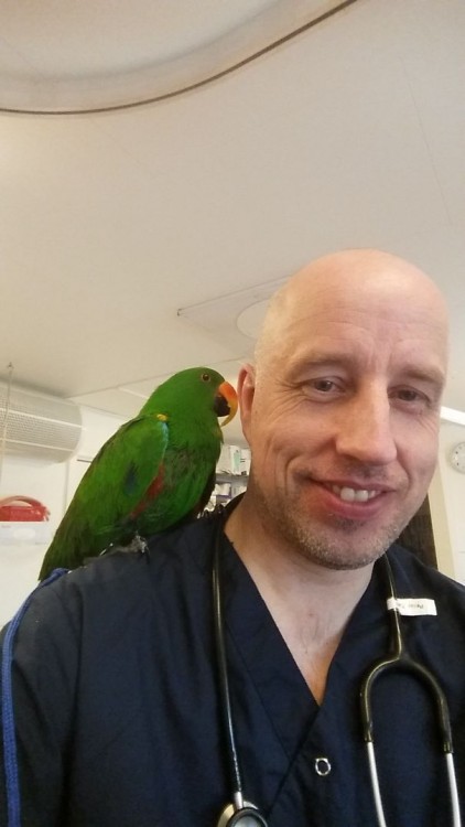 VETERINARIO CON UNA GRAN GUACAMAYA EN EL HOMBRO