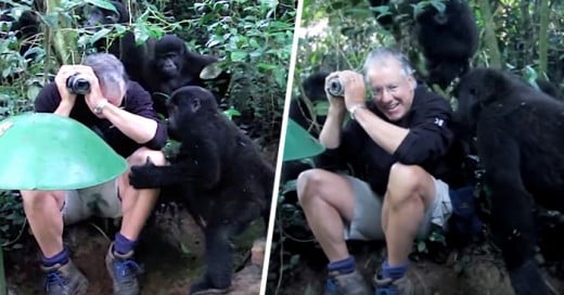 Fotografo tiene un inesperado encuentro con una familia de gorilas espalda plateada