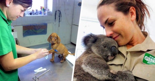 ventajas de trabajar en un hospital veterinario