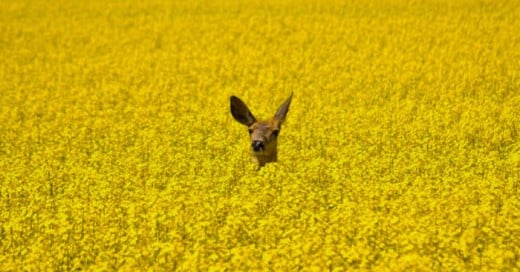 fotos en las que el minimalismo es el protagonista