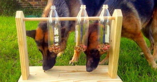 Entrena la mente de tu perro construyendo tu mismo este sencillo juguete para mascotas