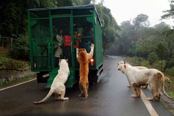 El zoológico al revés humanos enjaulados y animales libres en China 