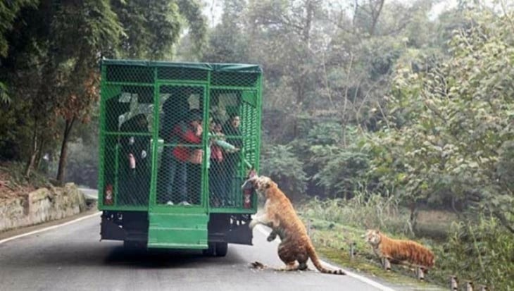 El zoológico Lehe Ledu en China donde los humanos son enjaulados y los animales libres 