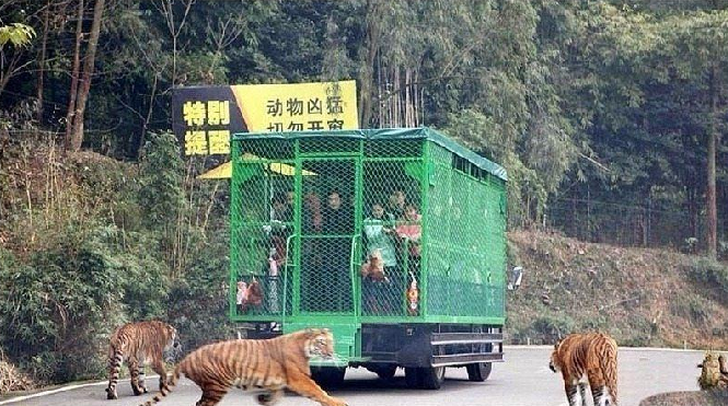animales caminando libremente por el zoológico Lehe Ledu en China 