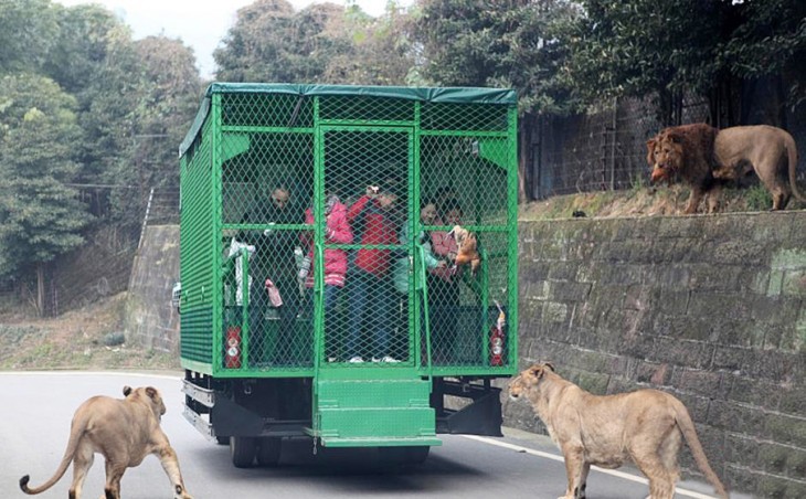 Zoológico donde las personas van en un camión enjaulados mientras observan a los leones caminar libremente