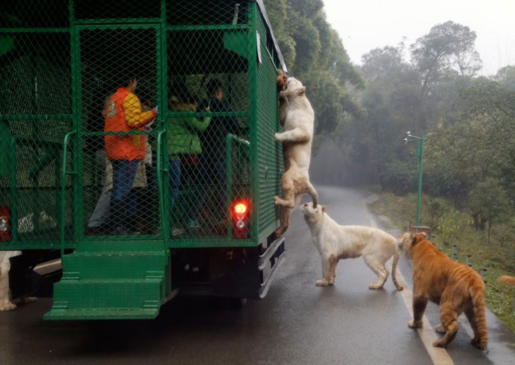 El zoológico al revés humanos enjaulados y animales libres (3)