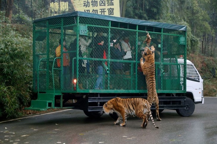 Zoológico en China donde los tigres son alimentados por los visitantes enjaulados 