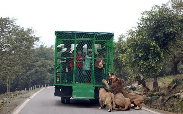 personas visitantes del zoológico Lehe Ledu dando de comer a los leones 