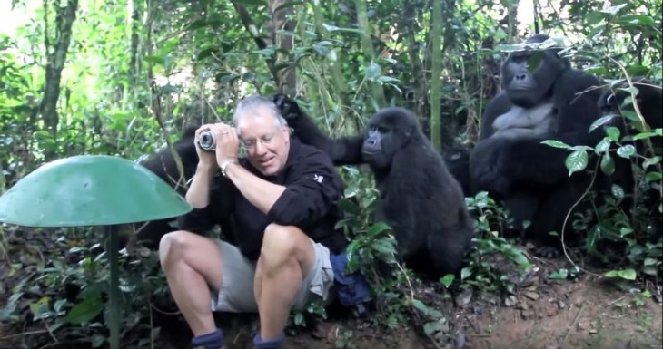 Gorilas espalda plateada acariciando la cabeza del fotógrafo John 