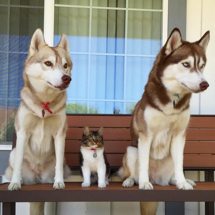 dos perros husky y un gato parados sobre una banca en el parque 