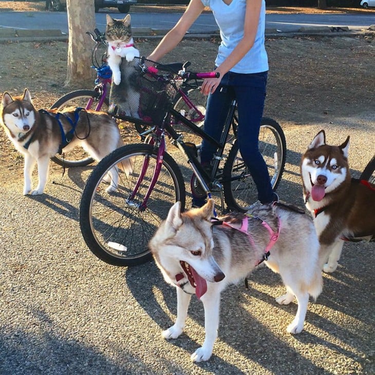 mujer en bicicleta rodeada de 3 perros hukys y un gato 