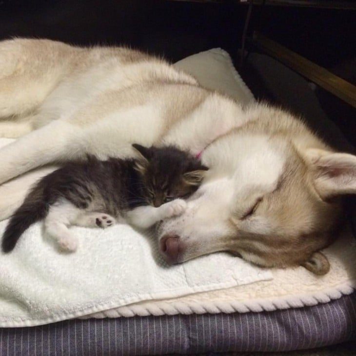 gatito recostado sobre un perro husky 