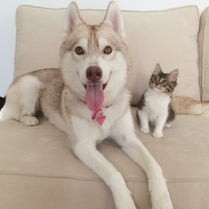 perra husky con un gato a un lado sentadas sobre un sillón 