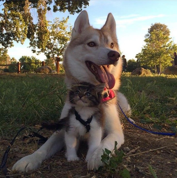 perra husky con un gato en medio 