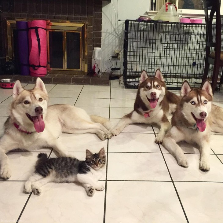 perros huskys y un gato acostados en el suelo de una casa 