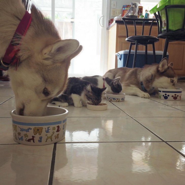 dos perros huskys y dos gatos comiendo de sus tazones 