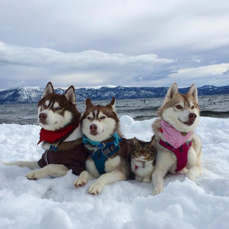 3 huskys en la nieve con Rosie una pequeña gatita adoptada 