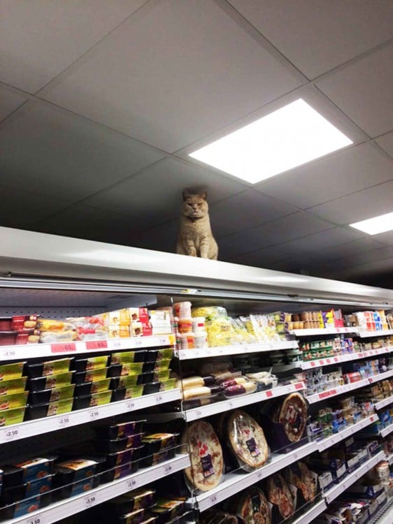 Famoso gato dentro de un supermercado en Londres 