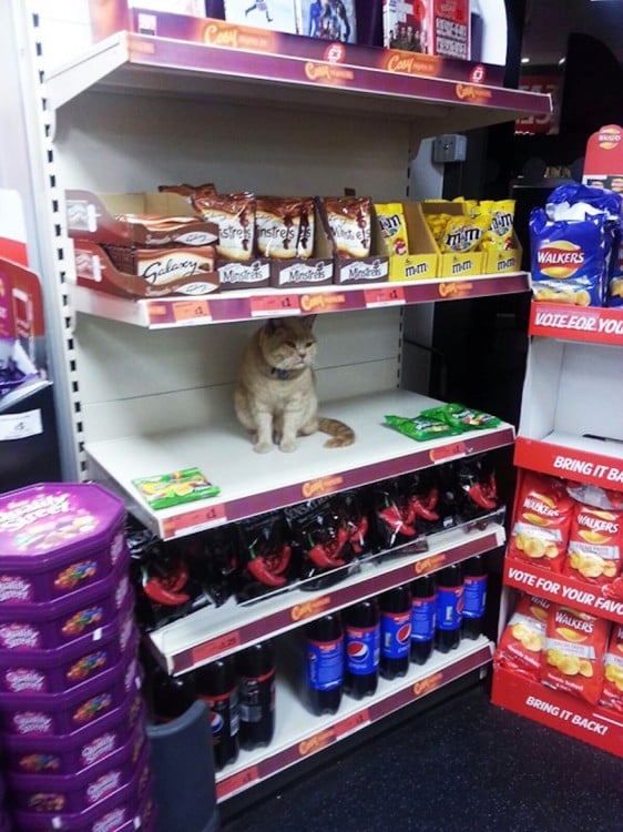 Gato entre los estantes de un supermercado en Londres 