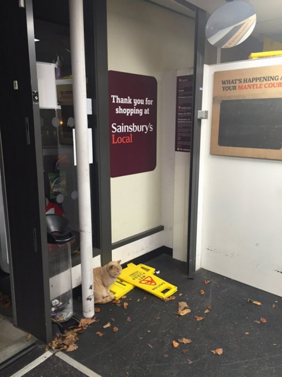 Gato sentado afuera de la puerta de un supermercado en Londres 