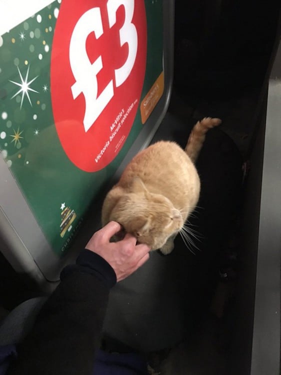 Persona acariciando al gato que se niega a salir de un supermercado en Londres 