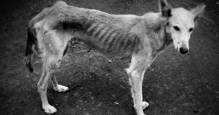 fotografía a blanco y negro de un perro callejero desnutrido y muy descuidado 