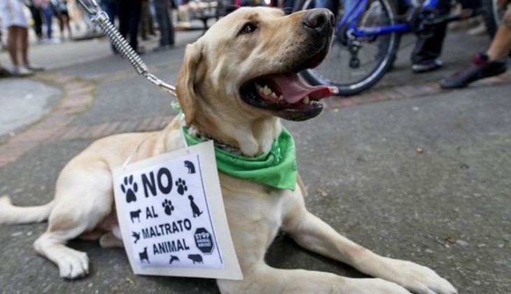 perro labrador acostado en el piso con una hoja del no al maltrato animal 