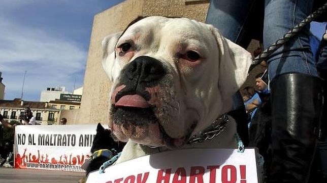 perro bulldog en una manifestación en contra del maltrato animal 