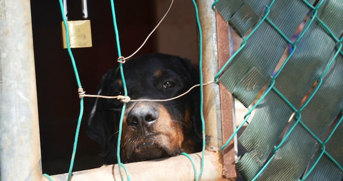 perro detrás de una reja con cara triste 