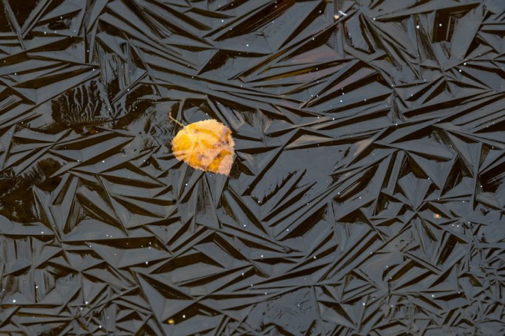 Fotografía de una hoja en color amarillo bajo un mar con hielos 