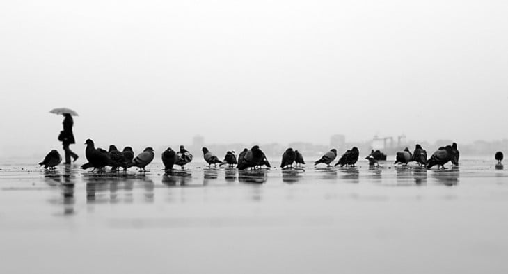fotografía de un grupo de palomas en el suelo 