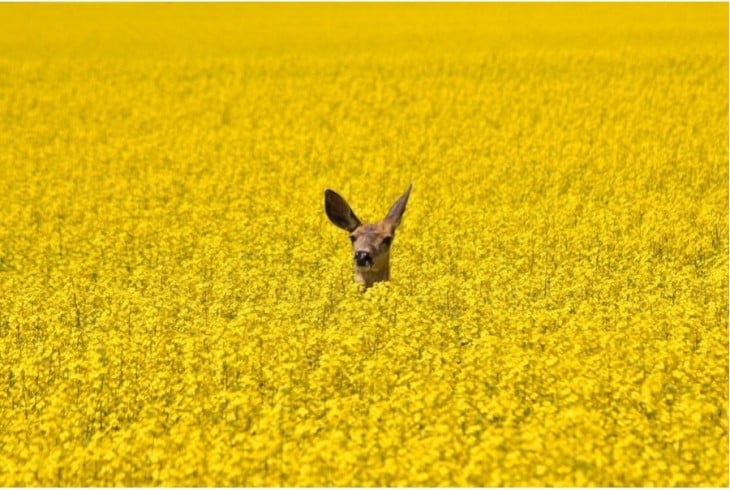 Cabeza de un venado entre flores de color amarillo 