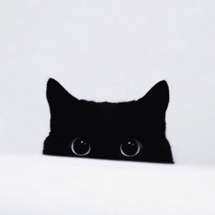 imagen de la media cara de un gato negro sobre un fondo blanco 