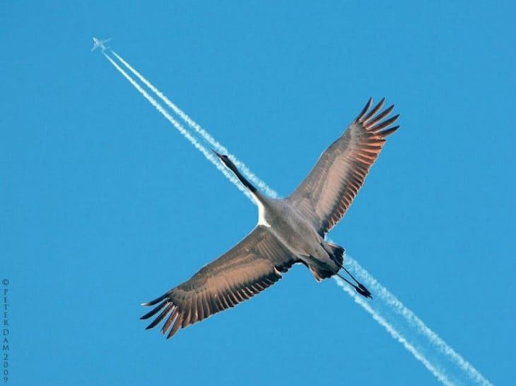 fotografía de un ave siguiendo la trayectoria de un avión en el cielo 