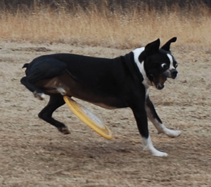 captura que muestra el momento en que un bumeran está a punto de golpear a un perro bulldog 