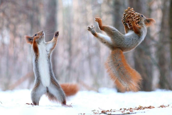 imagen de dos ardillas lanzando y agarrando comida en el bosque nevado 