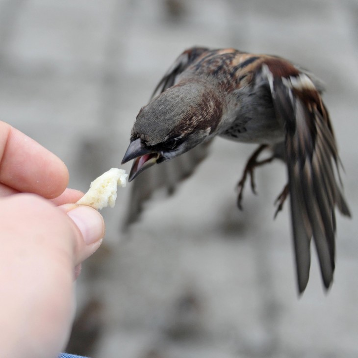 fotografía tomada justo en el momento en que una mano da de comer a un pájaro 