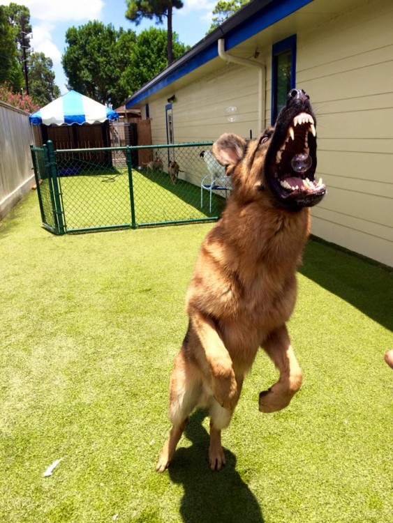 imagen de un perro pastor alemán a punto de comerse una burbuja de jabón 