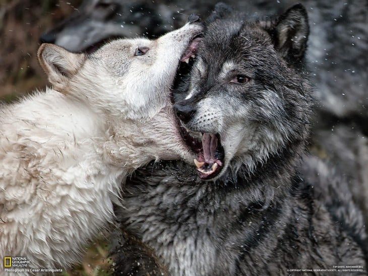 fotografía de un lobo mordiendo la cabeza de otro lobo 
