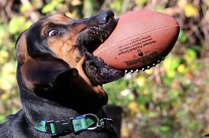 imagen cerca de un perro con un balón de fútbol americano en el hocico 