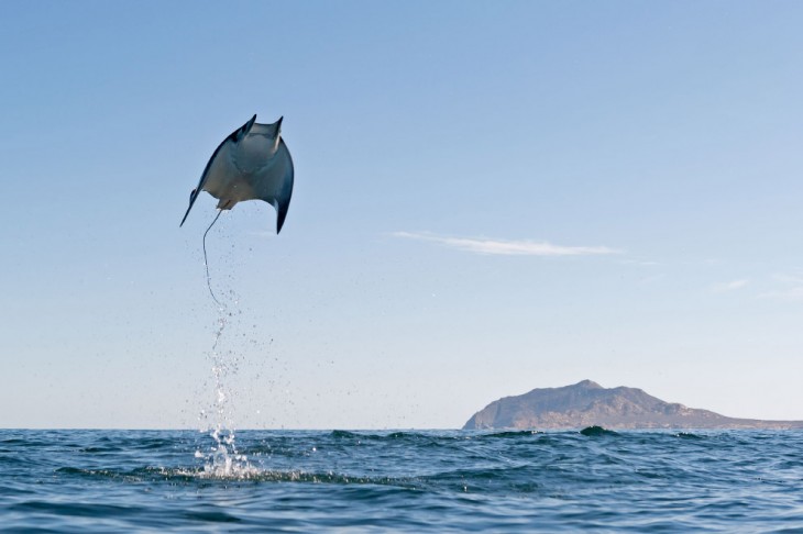 mantaraya dando un salto fuera del agua 