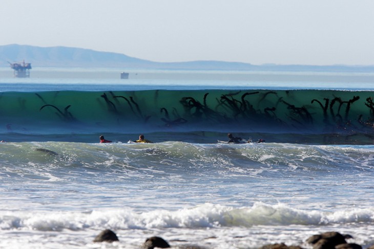 personas nadando muy cerca de unas enormes algas 