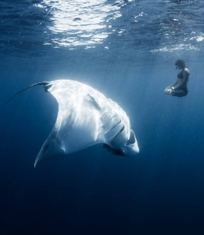 chica meditando debajo del mar cerca de una mantaraya gigante