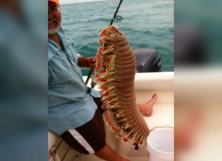 pescador sobre su lancha donde pesco un ciempiés marino gigante 