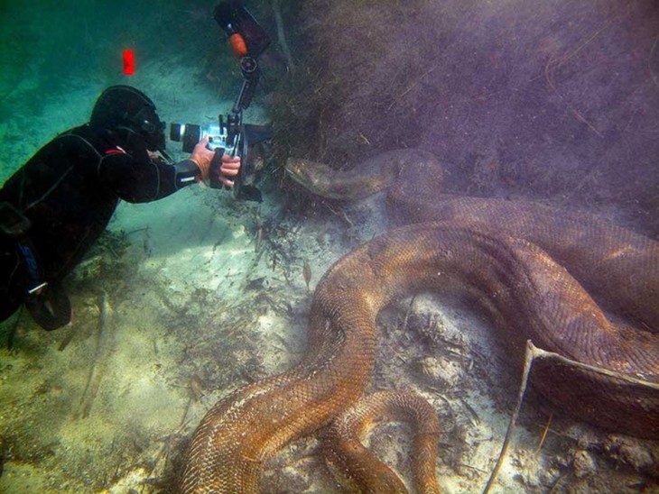 buzo debajo del mar tomando fotos a una enorme serpiente 